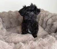 Baby Louie, a male Yorkipoo for sale in Fredericksburg, VA – 1 of 6