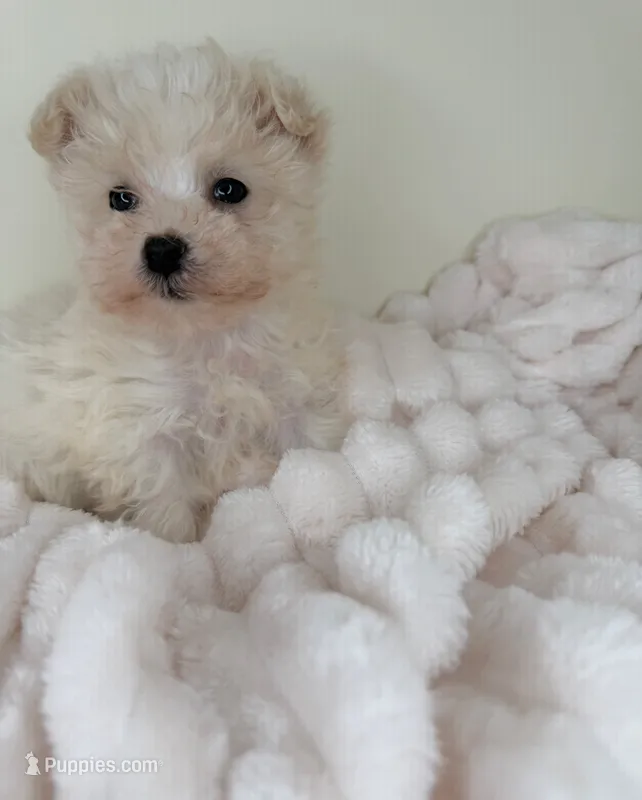 Pearl – Morkie puppy for sale in Fredericksburg, VA