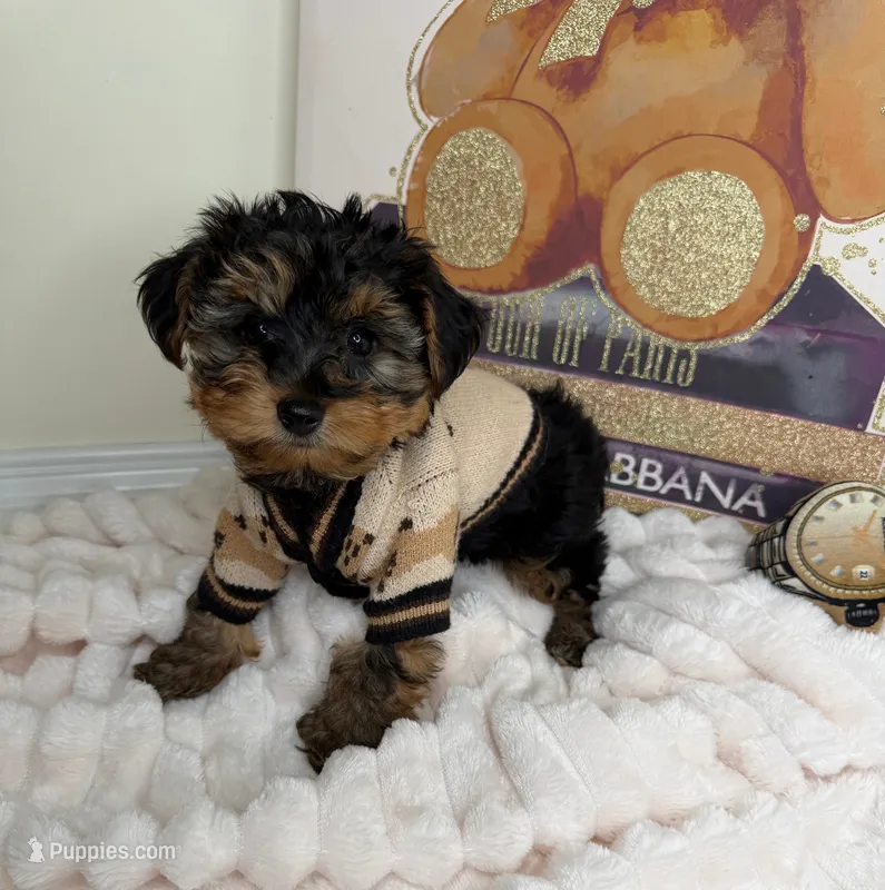 Kensington  – Yorkipoo puppy for sale in Fredericksburg, VA