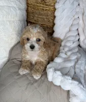 Toffee, a male Maltipoo for sale in Fredericksburg, VA – 2 of 8