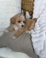Toffee, a male Maltipoo for sale in Fredericksburg, VA – 5 of 8