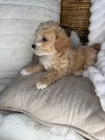 Toffee, a male Maltipoo for sale in Fredericksburg, VA – 6 of 8