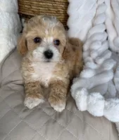 Toffee, a male Maltipoo for sale in Fredericksburg, VA – 4 of 8