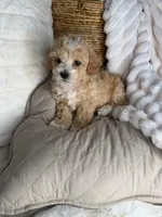 Toffee, a male Maltipoo for sale in Fredericksburg, VA – 3 of 8