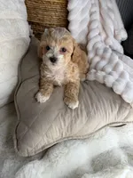 Toffee, a male Maltipoo for sale in Fredericksburg, VA – 7 of 8