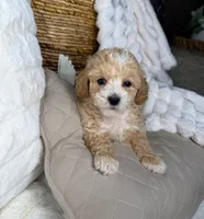 Toffee, a male Maltipoo for sale in Fredericksburg, VA – 1 of 8