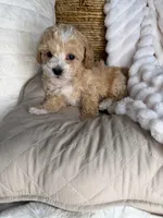 Toffee, a male Maltipoo for sale in Fredericksburg, VA – 8 of 8