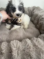Phillip “Phil” 🐾 | Male Maltipoo, a male Maltipoo for sale in Fredericksburg, VA – 7 of 9