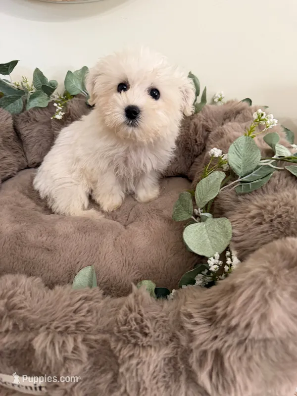 Ivy Rae – Shichon puppy for sale in Fredericksburg, VA
