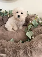 Ivy Rae, a female Shichon for sale in Fredericksburg, VA – 1 of 7