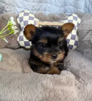 Nico 💙 | Male Toy Yorkie, a male Yorkshire Terrier for sale in Fredericksburg, VA – 2 of 6