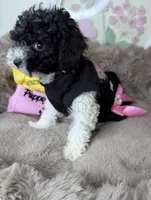 Elle: Toy Poodle , a female Poodle - Toy  for sale in Fredericksburg, VA – Photo 4 of 7