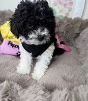 Elle: Toy Poodle , a female Poodle - Toy  for sale in Fredericksburg, VA – Photo 6 of 7