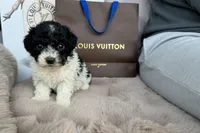 Elle, a female Poodle - Toy  for sale in Fredericksburg, VA – Photo 3 of 3