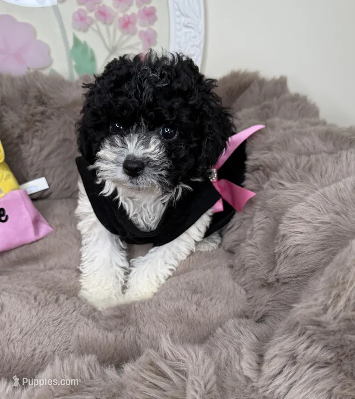 Elle: Toy Poodle  – Poodle - Toy  puppy for sale in Fredericksburg, VA