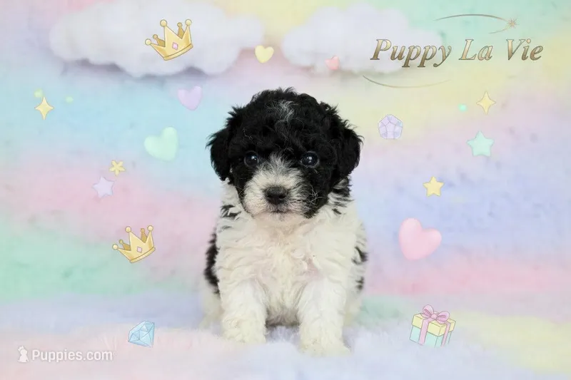 Elle – Poodle - Toy  puppy for sale in Fredericksburg, VA