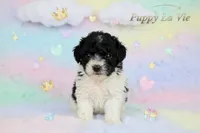 Elle, a female Poodle - Toy  for sale in Fredericksburg, VA – Photo 1 of 3