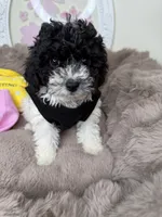 Elle: Toy Poodle , a female Poodle - Toy  for sale in Fredericksburg, VA – Photo 2 of 7