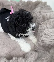 Elle: Toy Poodle , a female Poodle - Toy  for sale in Fredericksburg, VA – Photo 7 of 7