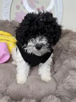 Elle: Toy Poodle , a female Poodle - Toy  for sale in Fredericksburg, VA – Photo 3 of 7