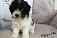 Elle, a female Poodle - Toy  for sale in Fredericksburg, VA – Photo 2 of 3