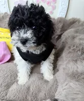 Elle: Toy Poodle , a female Poodle - Toy  for sale in Fredericksburg, VA – Photo 5 of 7