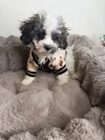 Phillip “Phil” 🐾 | Male Maltipoo, a male Maltipoo for sale in Fredericksburg, VA – 8 of 9