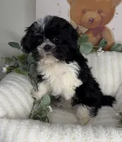 Tiny 🎀 | Female Teddy Bear Puppy, a female Shichon for sale in Fredericksburg, VA – 3 of 5