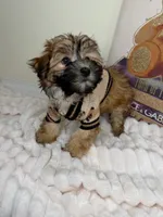 Benny James, a male Maltese and Silky Terrier for sale in Fredericksburg, VA – 9 of 9