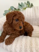 Dallas Walker, a male Cavapoo for sale in Fredericksburg, VA – 5 of 5
