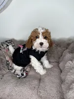 Layla: Female Cockapoo Puppy, a female Cockapoo for sale in Fredericksburg, VA – Photo 3 of 6