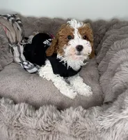 Layla: Female Cockapoo Puppy, a female Cockapoo for sale in Fredericksburg, VA – Photo 2 of 6