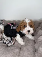 Layla: Female Cockapoo Puppy, a female Cockapoo for sale in Fredericksburg, VA – Photo 4 of 6