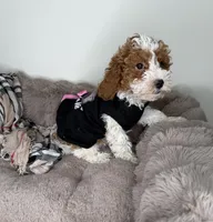 Layla: Female Cockapoo Puppy, a female Cockapoo for sale in Fredericksburg, VA – Photo 5 of 6