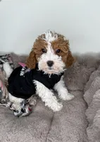 Layla: Female Cockapoo Puppy, a female Cockapoo for sale in Fredericksburg, VA – Photo 1 of 6