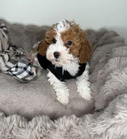 Layla: Female Cockapoo Puppy, a female Cockapoo for sale in Fredericksburg, VA – Photo 6 of 6