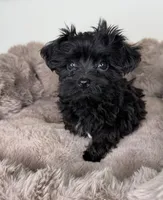 Baby Louie, a male Yorkipoo for sale in Fredericksburg, VA – 6 of 6