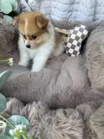 Millie Mae 🩷 | Female Toy Pomeranian, a female Pomeranian for sale in Fredericksburg, VA – 7 of 8