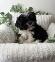 Tiny 🎀 | Female Teddy Bear Puppy, a female Shichon for sale in Fredericksburg, VA – 4 of 5
