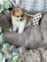 Millie Mae 🩷 | Female Toy Pomeranian, a female Pomeranian for sale in Fredericksburg, VA – 3 of 8