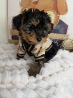 Kensington , a male Yorkipoo for sale in Fredericksburg, VA – 4 of 6