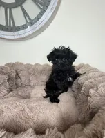 Baby Louie, a male Yorkipoo for sale in Fredericksburg, VA – 2 of 6