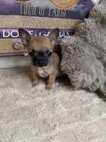 Sammie: Female Teacup Chihuahua Puppy, a female Chihuahua for sale in Fredericksburg, VA – Photo 5 of 7