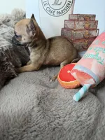 Sammie: Female Teacup Chihuahua Puppy, a female Chihuahua for sale in Fredericksburg, VA – Photo 7 of 7