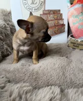 Sammie: Female Teacup Chihuahua Puppy, a female Chihuahua for sale in Fredericksburg, VA – Photo 2 of 7