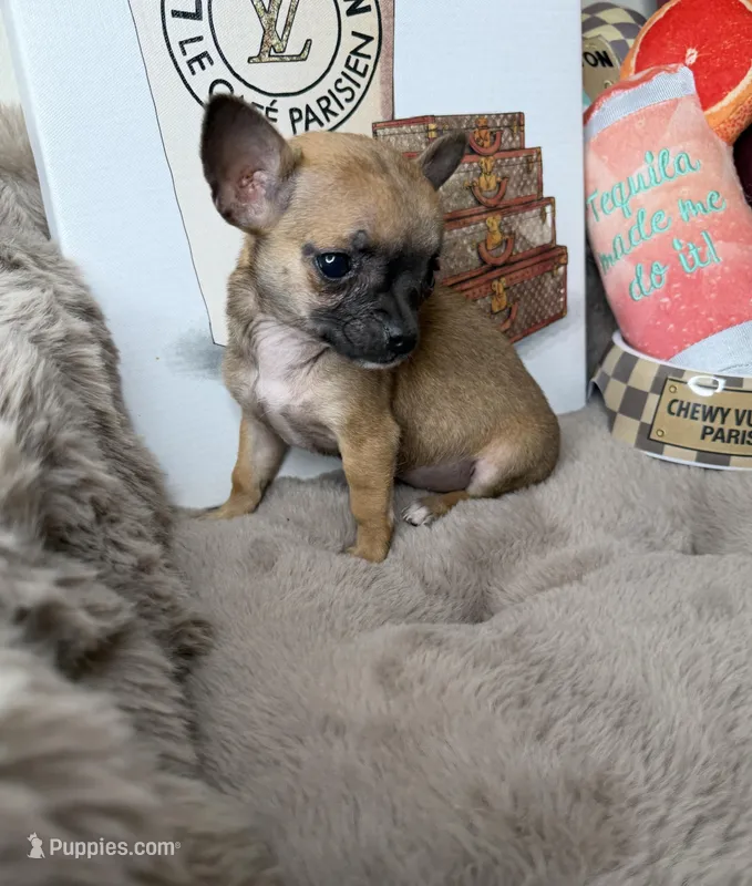 Sammie: Female Teacup Chihuahua Puppy – Chihuahua puppy for sale in Fredericksburg, VA