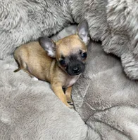 Sammie: Female Teacup Chihuahua Puppy, a female Chihuahua for sale in Fredericksburg, VA – Photo 3 of 7