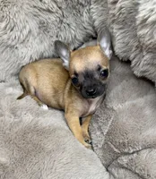 Sammie: Female Teacup Chihuahua Puppy, a female Chihuahua for sale in Fredericksburg, VA – Photo 6 of 7