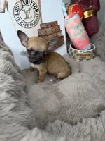 Sammie: Female Teacup Chihuahua Puppy, a female Chihuahua for sale in Fredericksburg, VA – Photo 4 of 7