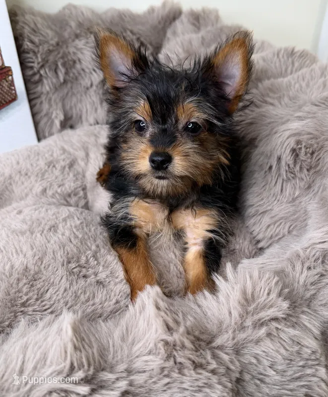 Mya: Female Yorkie Puppy – Yorkshire Terrier puppy for sale in Fredericksburg, VA